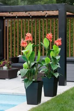 Canna rouge artificiel extérieur en pot, 62″