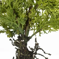 Cèdre artificiel avec racines, 17″