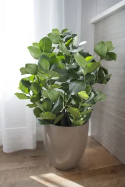 Clusia artificiel, 31″