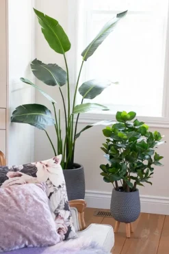 Clusia artificiel, 31″