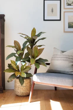 Cordyline fructicosa artificielle, 55″