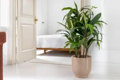 Cordyline verte artificielle, 47″