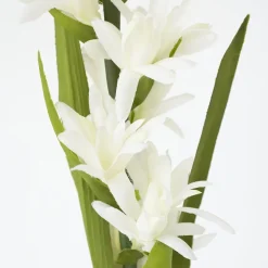 Cream Evening Primrose, 26″