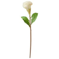 Crête de coq couleur crème sur tige 22″