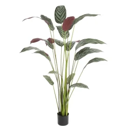 Cténante artificielle, 63″