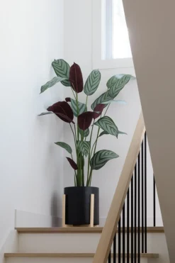 Cténante artificielle, 63″