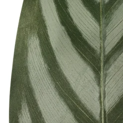 Cténante artificielle, 63″