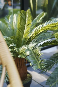 Cycas artificial outdoor palm, 27,5