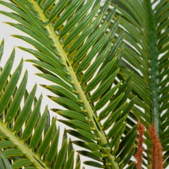 Cycas artificial outdoor palm, 27,5