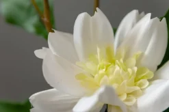 Dalhia blanc artificiel au toucher réel, 22″