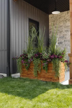 Dark purple outdoor trailing bougainvillea, 30,5″