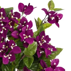 Dark purple outdoor trailing bougainvillea, 30,5″