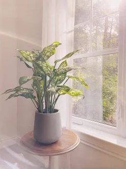 Dieffenbachia artificiel, 24″