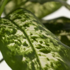 Dieffenbachia artificiel, 24″