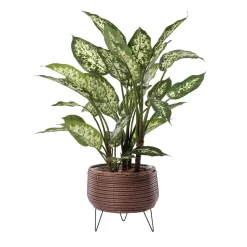 Dieffenbachia en pot de rotin, 30 x 21″