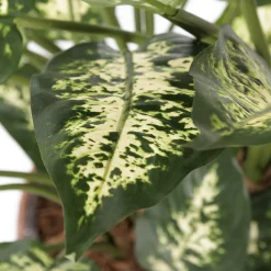 Dieffenbachia en pot de rotin, 30 x 21″