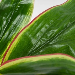 Dracaena artificial outdoor plant, 40″