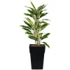 Dracaena extérieur en pot, 52 x 20″