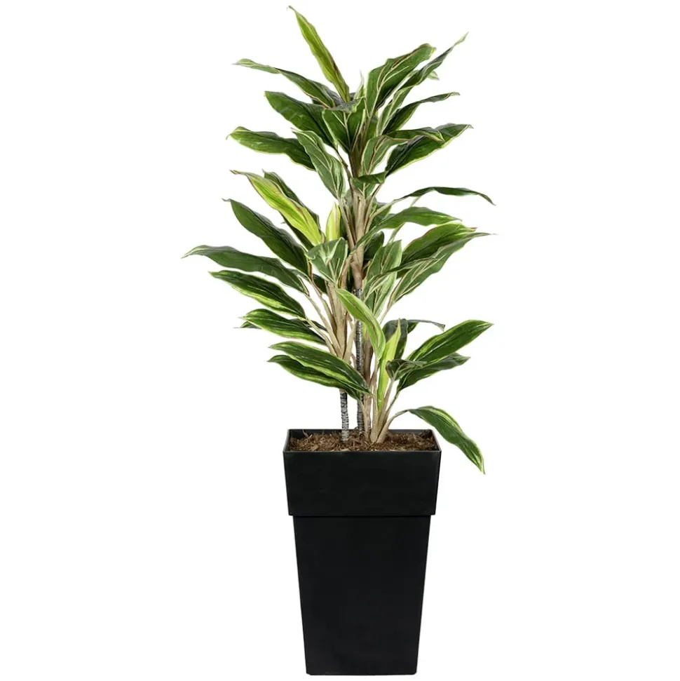 Dracaena extérieur en pot, 52 x 20″