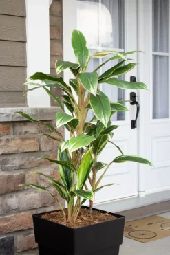 Dracaena extérieur en pot, 52 x 20″