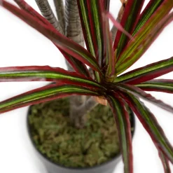 Dracaena marginata artificial outdoor plant, 48″