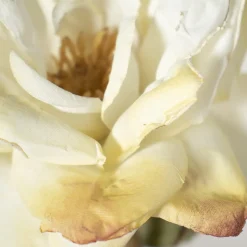 Dried look artificial cream open rose, 22″