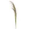 Dried pampas stem, 60″