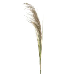 Dried pampas stem, 60″