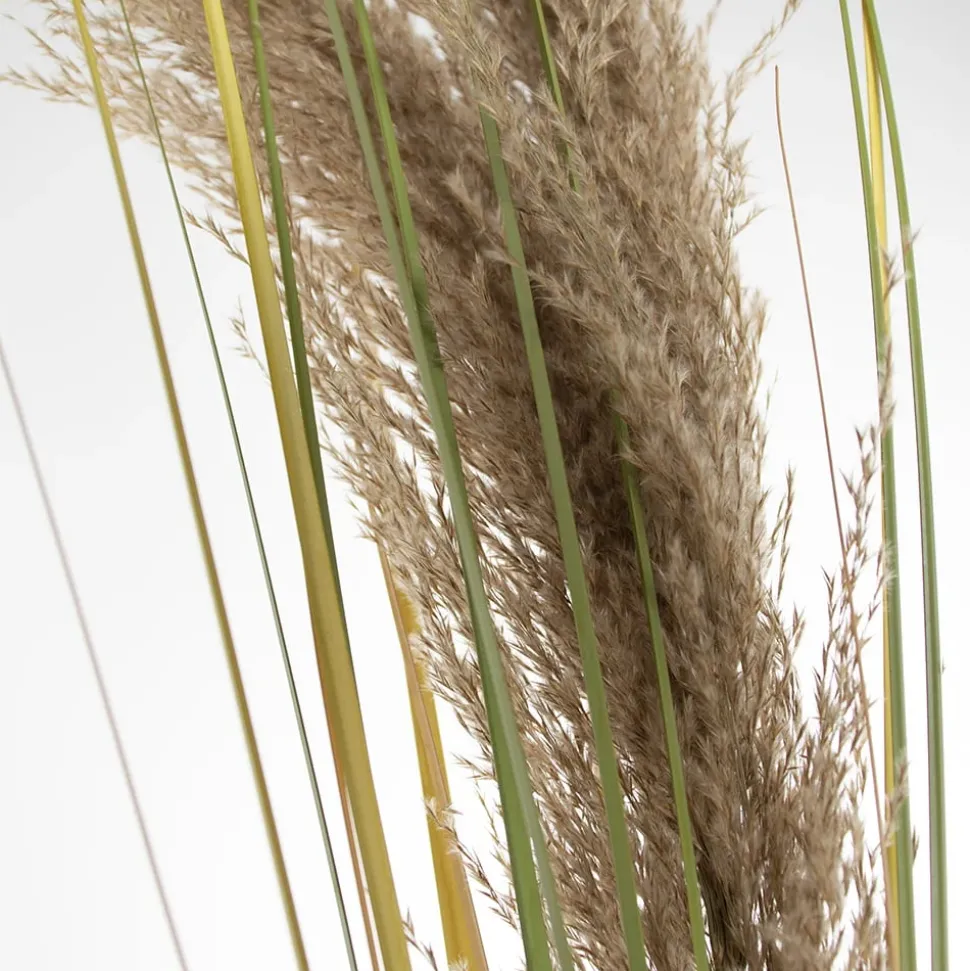 Dried pampas stem, 60″