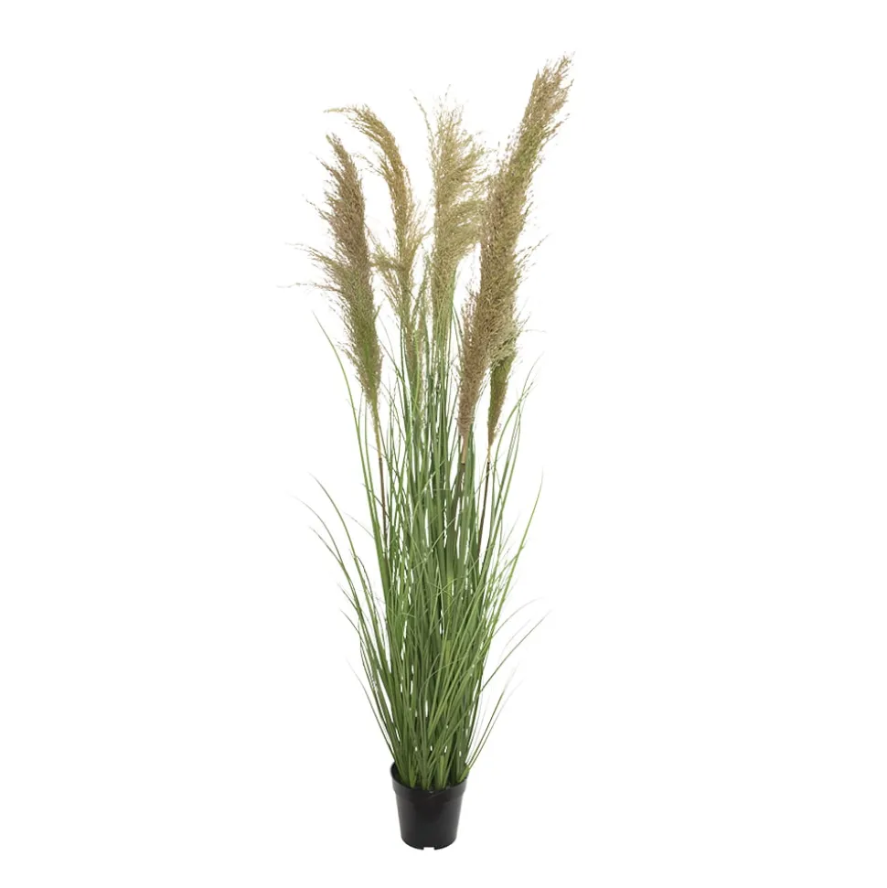 Dried reed grass in a pot, 57″