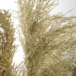 Dried reed grass in a pot, 57″