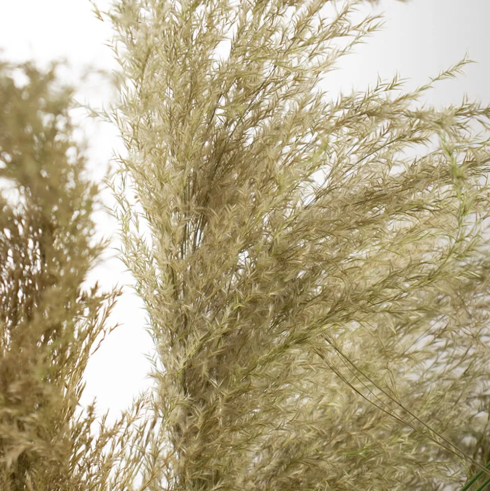 Dried reed grass in a pot, 57″