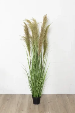 Dried reed grass in a pot, 57″