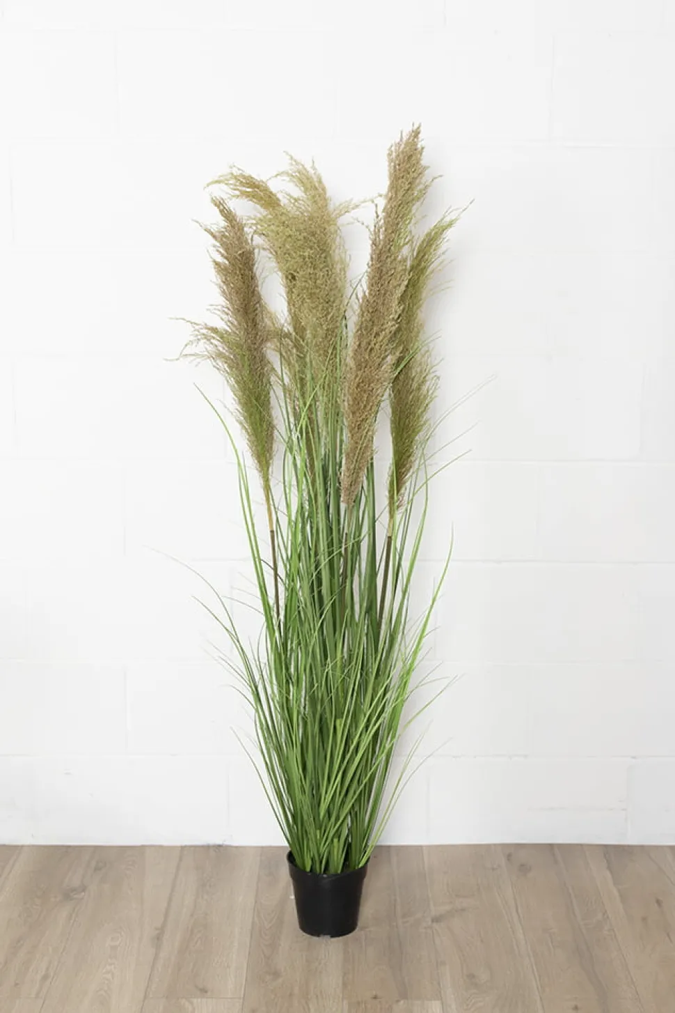 Dried reed grass in a pot, 57″