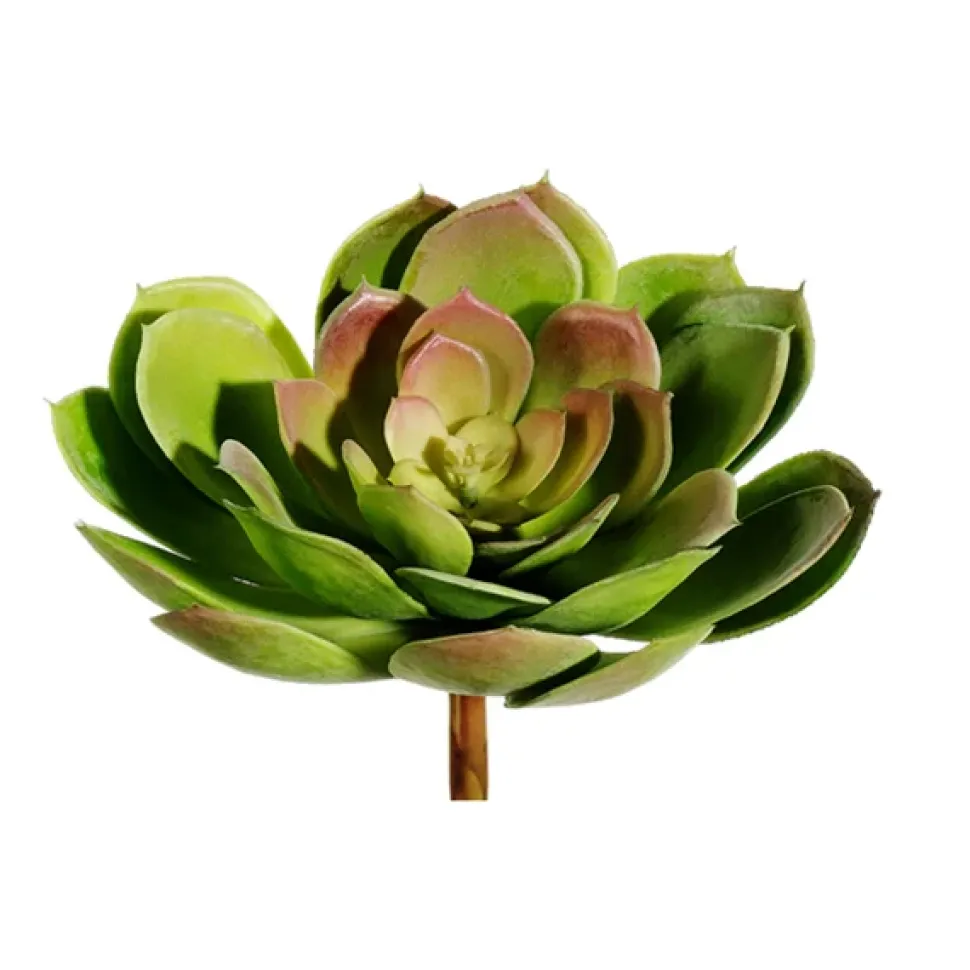 Echeveria deux tons, 9″