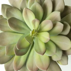 Echeveria, 10″