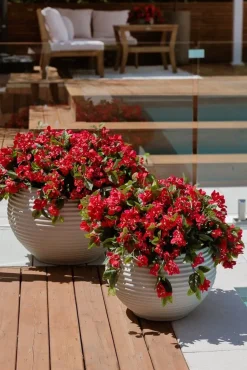 Exterior bougainvillea hanging bush, 30,5″