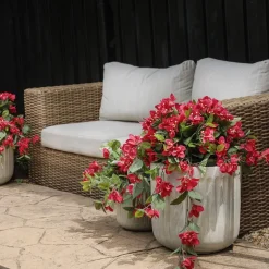 Exterior bougainvillea hanging bush, 30,5″