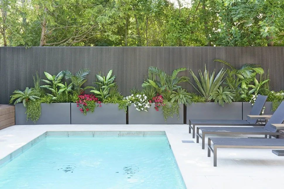 Exterior bougainvillea hanging bush, 30,5″