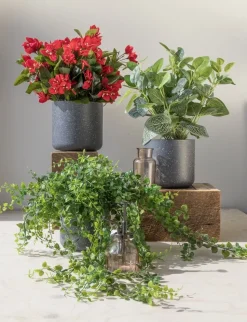 Exterior bougainvillea hanging bush, 30,5″