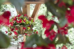 Exterior red hibiscus hanging bush, 35″