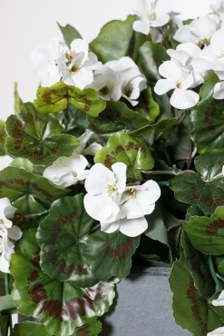 Exterior white geranium hanging bush, 35″