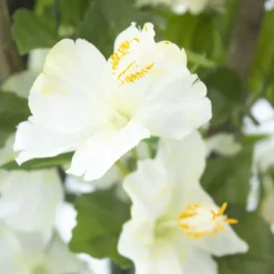 Exterior white hibiscus hanging bush, 35″