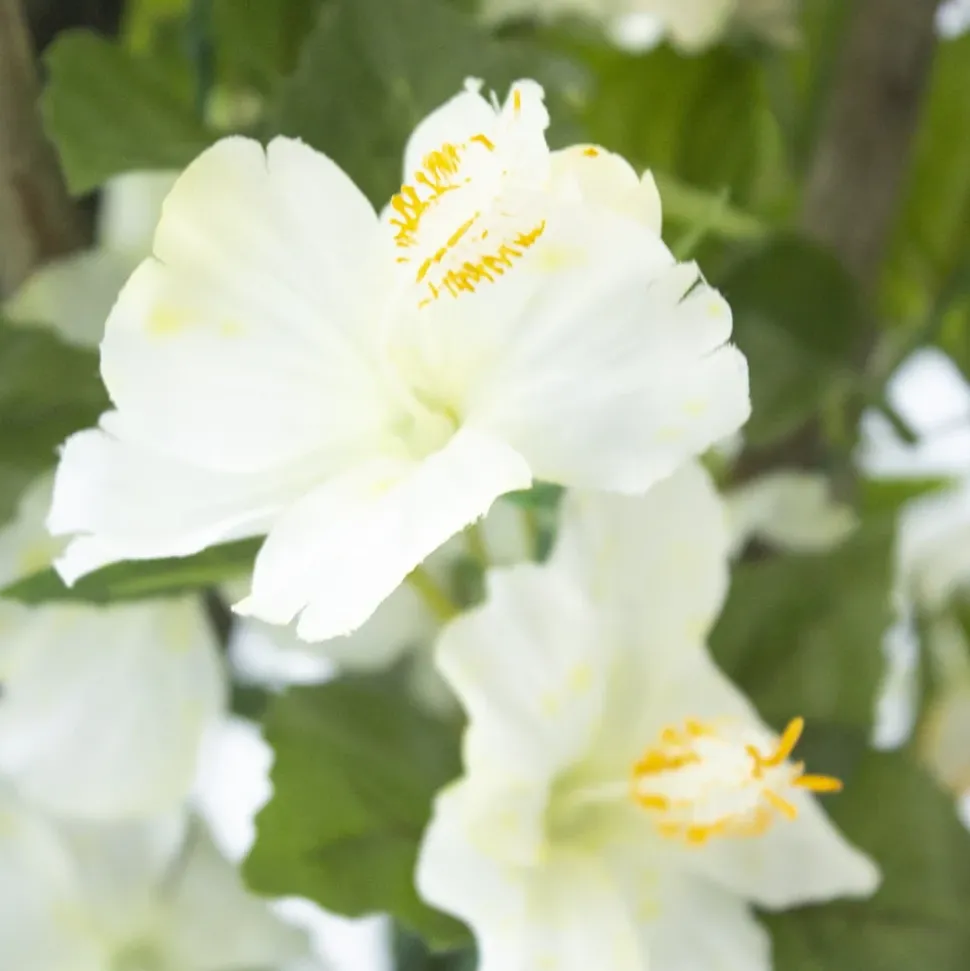 Exterior white hibiscus hanging bush, 35″