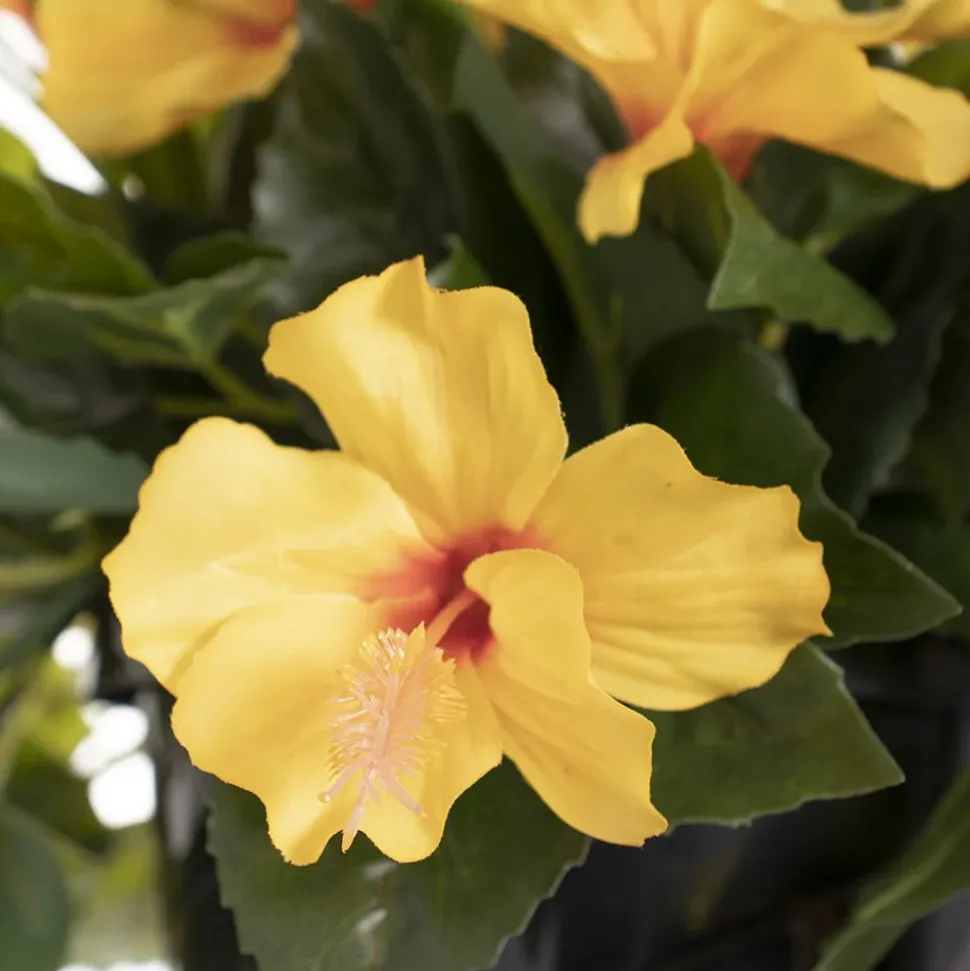 Exterior yellow hibiscus hanging bush 35″
