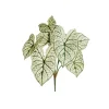 Feuillage de caladium, 23&Prime;