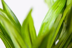 Feuillage de dracaena artificiel, 33″