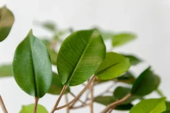 Feuillage de ficus artificiel, 22,5″