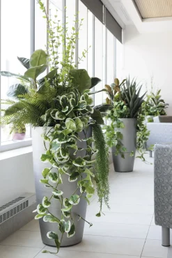 Feuillage de jade retombant bicolore artificiel, 48″