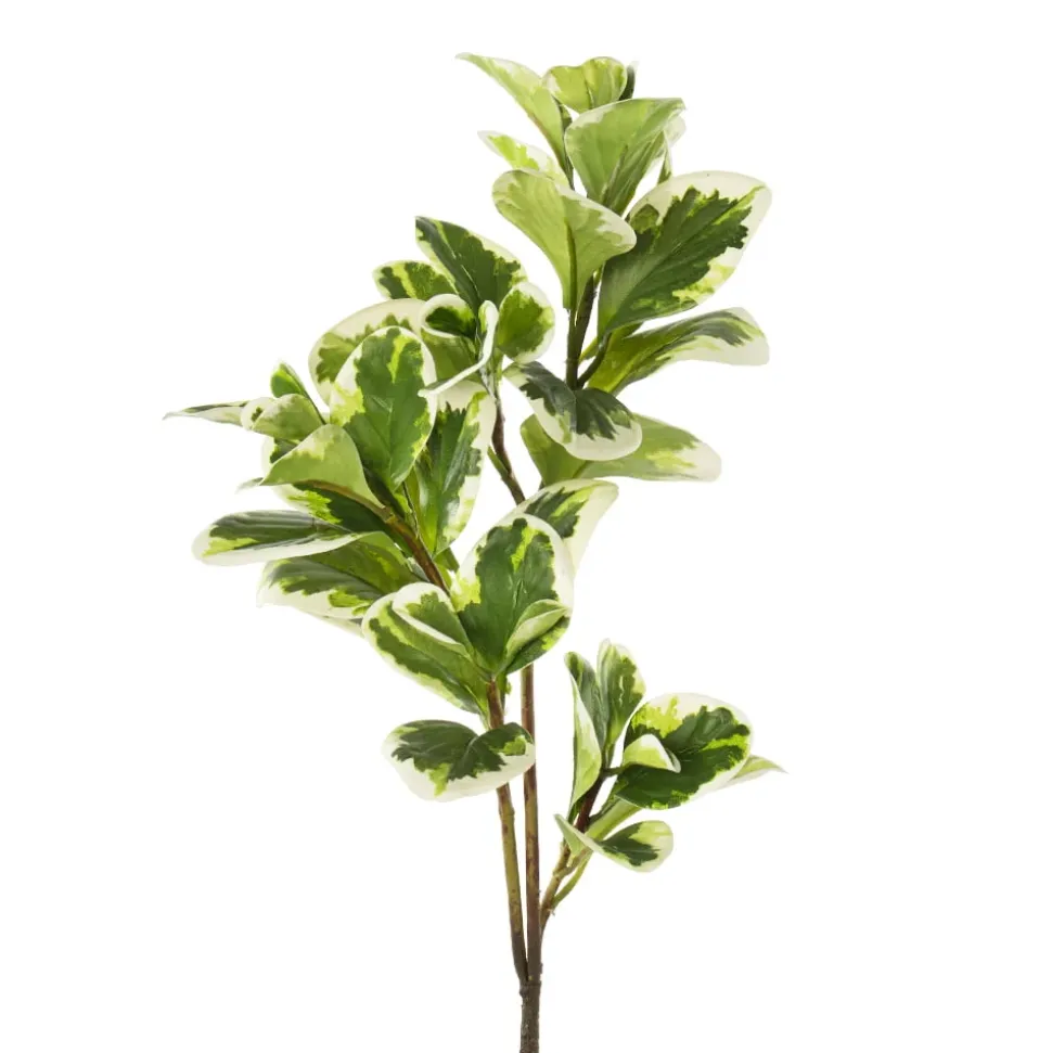 Feuillage de peperomia bicolore artificiel, 27″